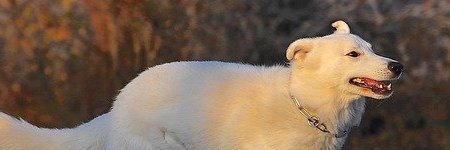 Energie update Witte Hond levenspad 2 - 14 juni 2021: Trouw zijn aan je ziel